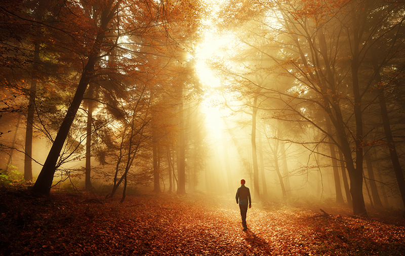 Walk in breathtaking light of the autumn forest